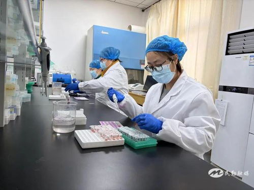 民勤縣2025年畜間布病免疫轉(zhuǎn)陽率檢測(cè)采血工作有序推進(jìn)